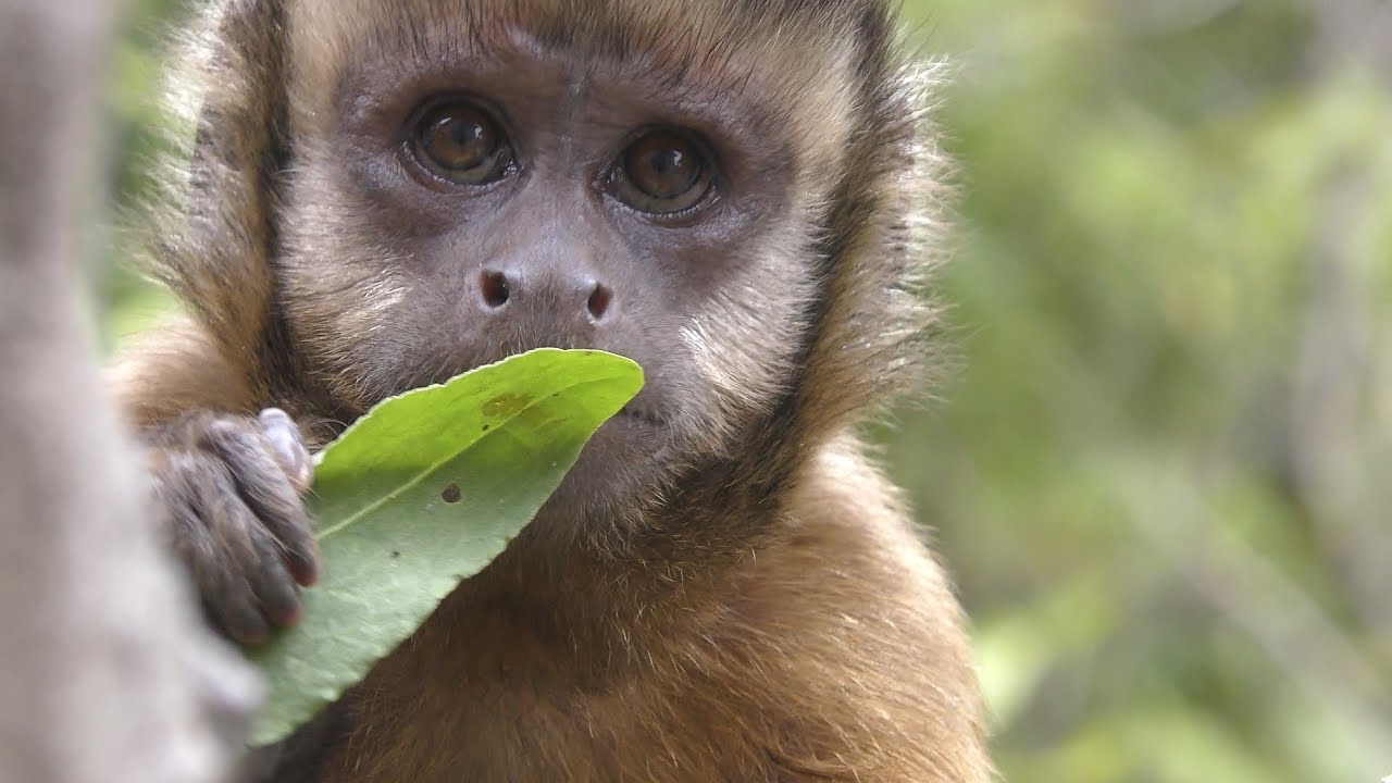 Tufted capuchin