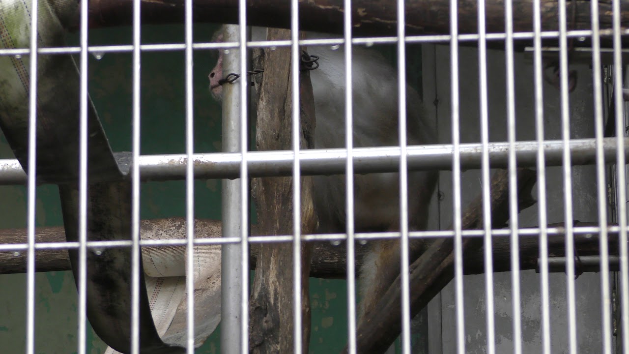 Formosan macaque