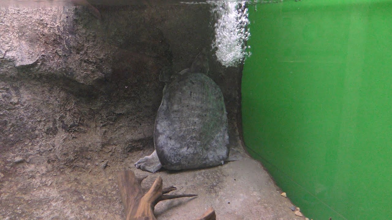 Florida softshell turtle