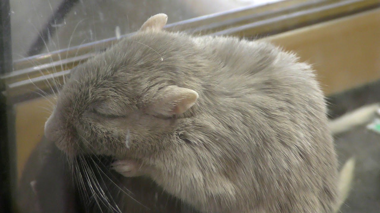 スナネズミ