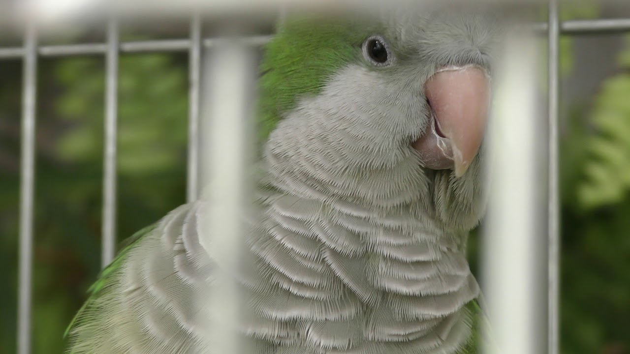 Monk parakeet