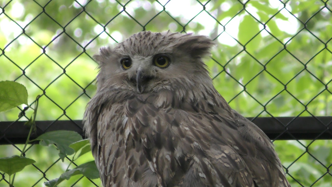 Blakiston's fish owl
