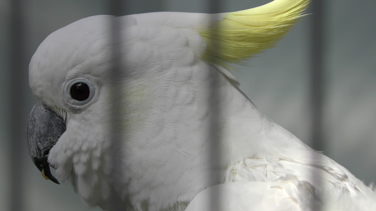 Sulphur-crested cockatoo