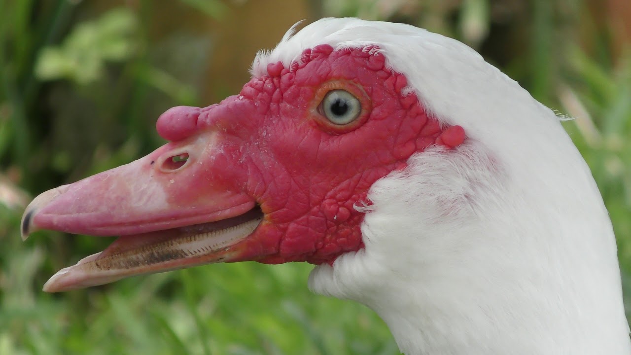Muscovy duck (domestic)