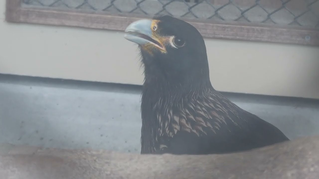 Striated Caracara