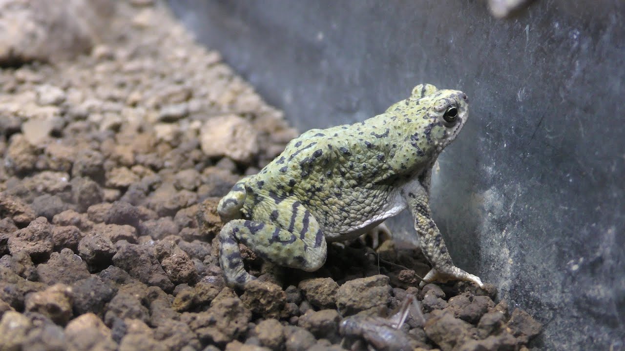 Green toad