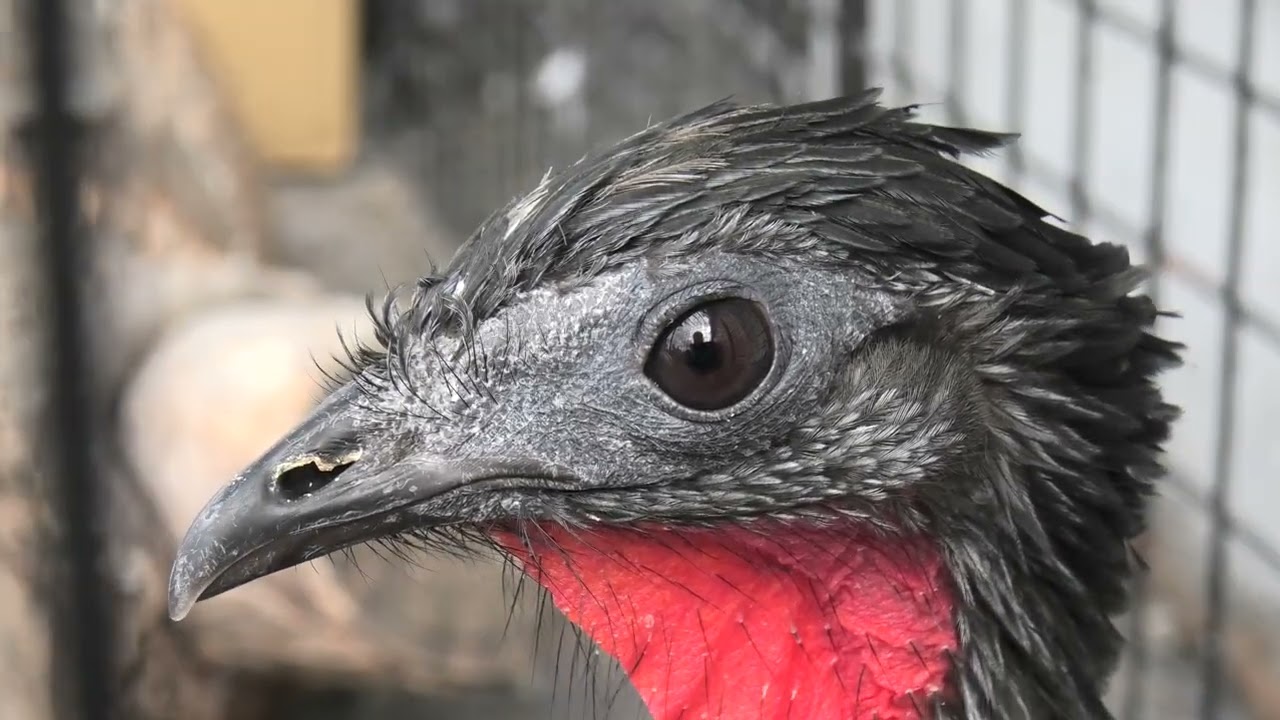 アマゾンヒメシャクケイ