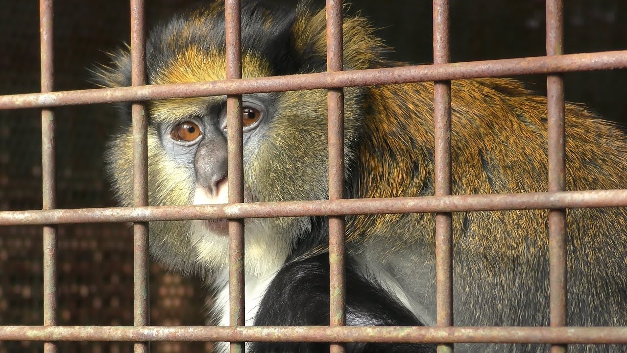 Mona monkey