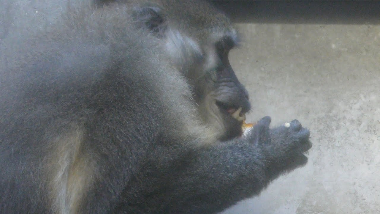 Golden-bellied mangabey