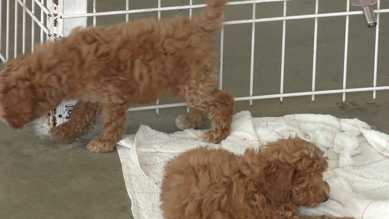 Toy poodle