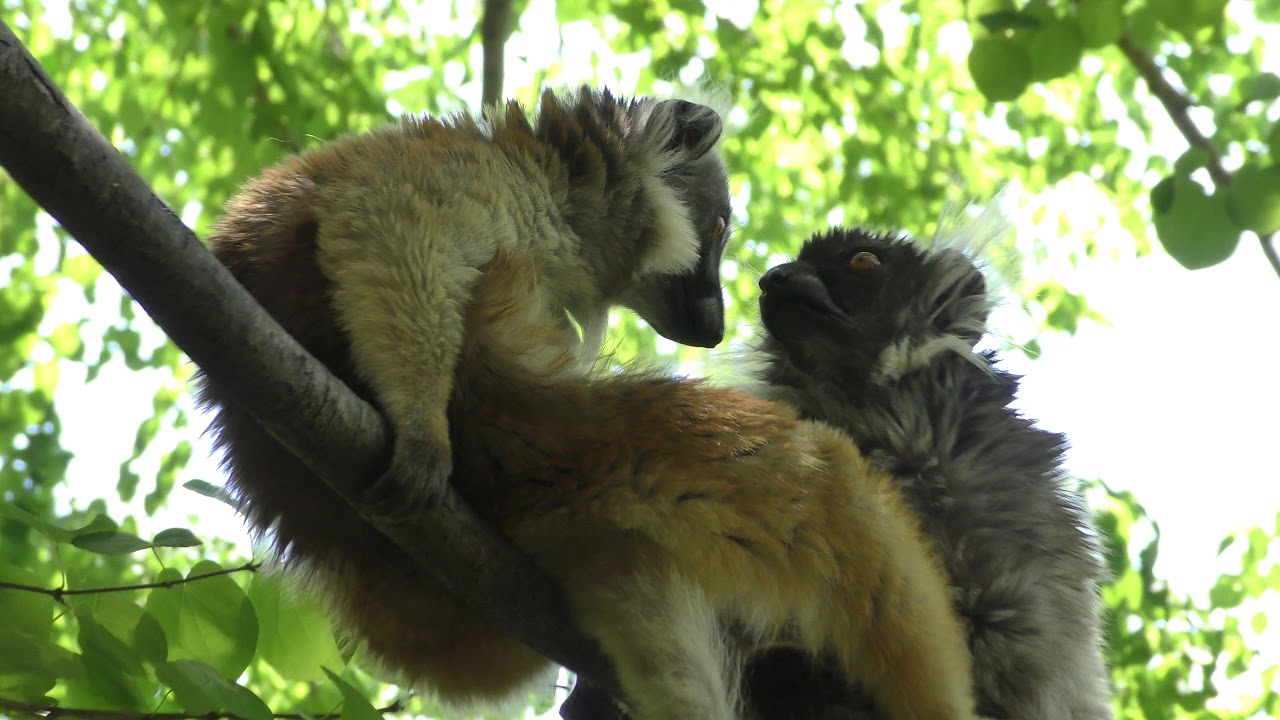 Black lemur