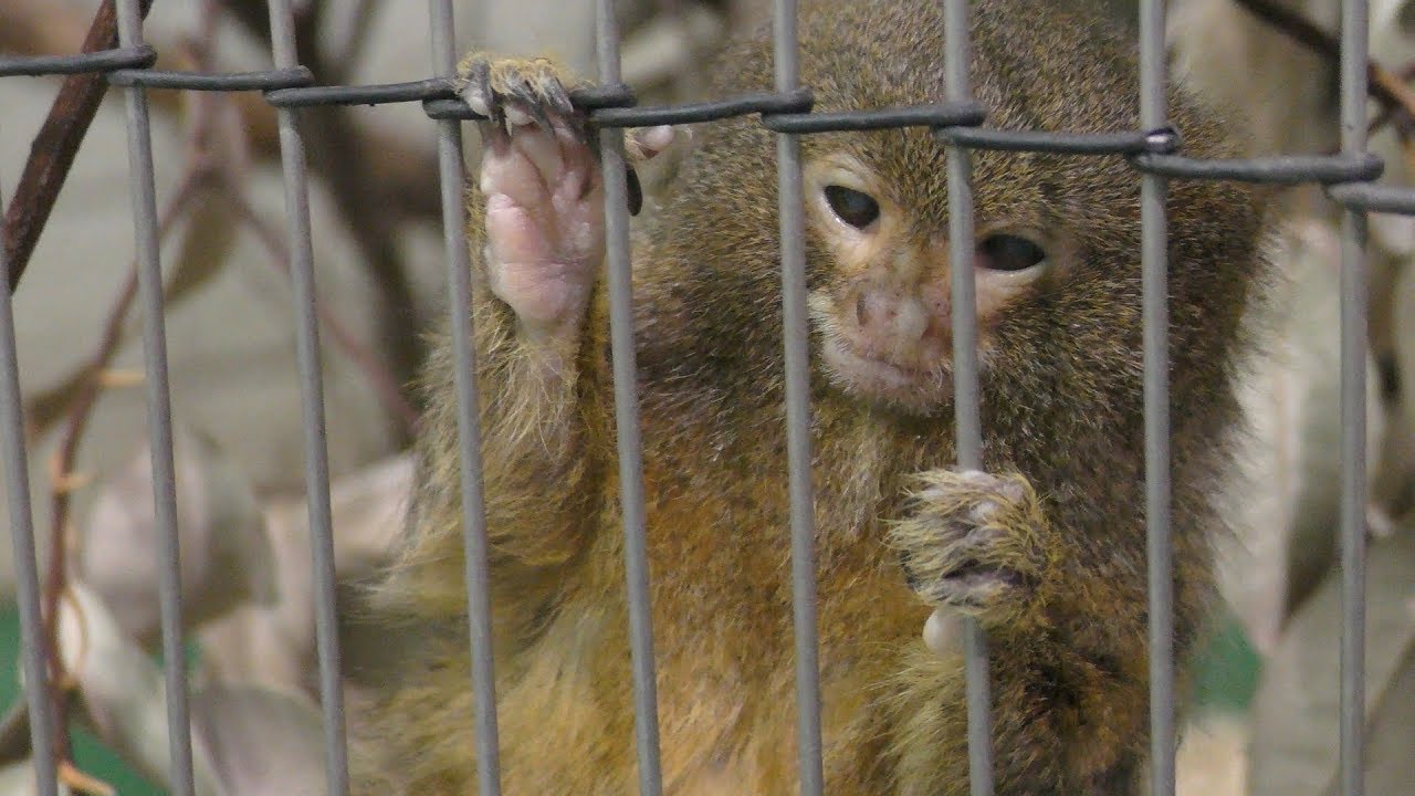 Pygmy marmoset