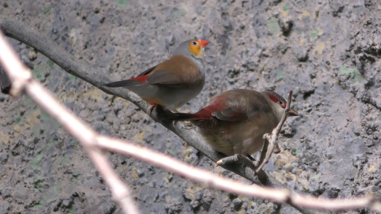 Orange-cheeked waxbill