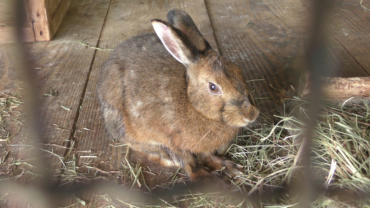 トウホクノウサギ