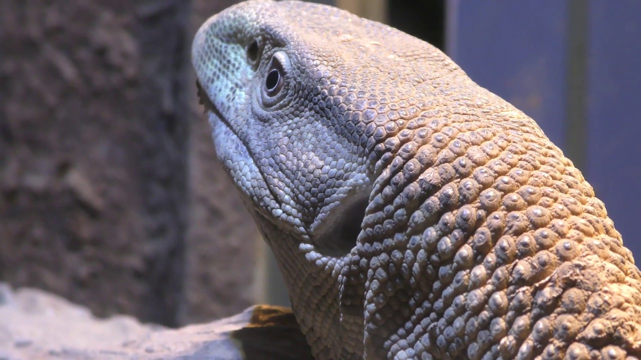 Rock monitor