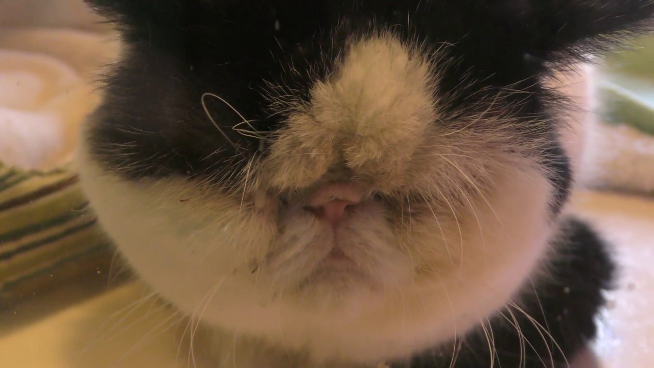 エキゾティックショートヘアー