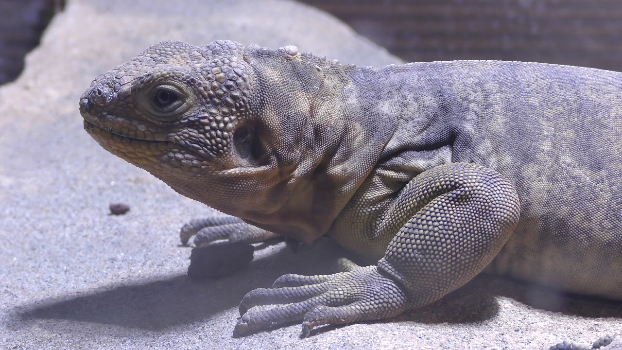 Galapagos land iguana