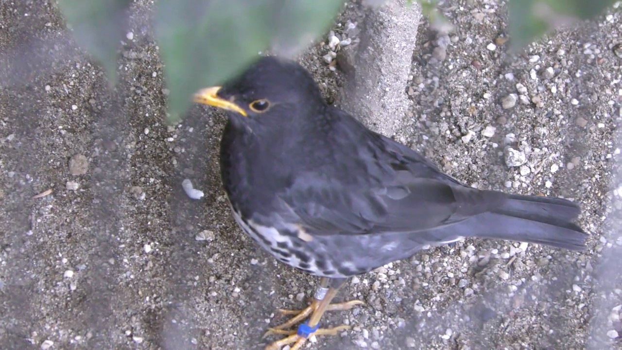 Japanese thrush
