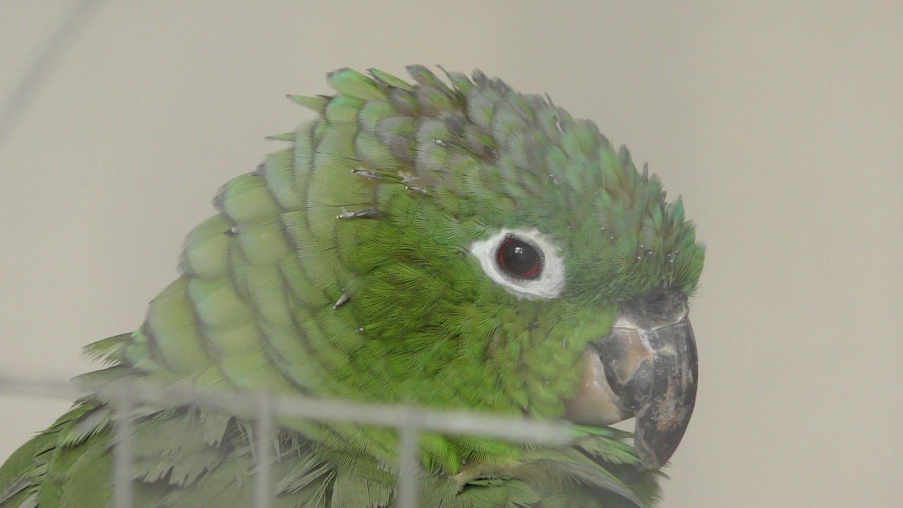 Guatemalan amazon
