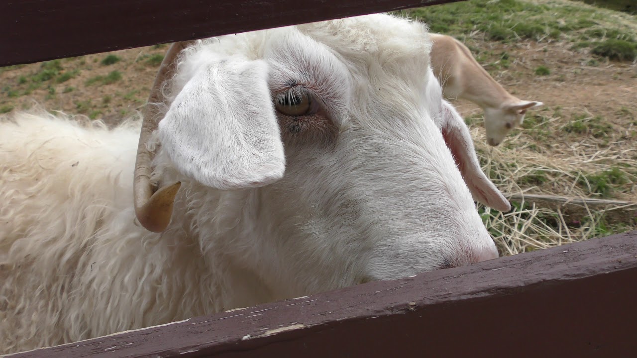 Angora goat