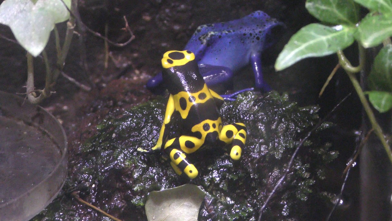 Yellow-banded poison dart frog