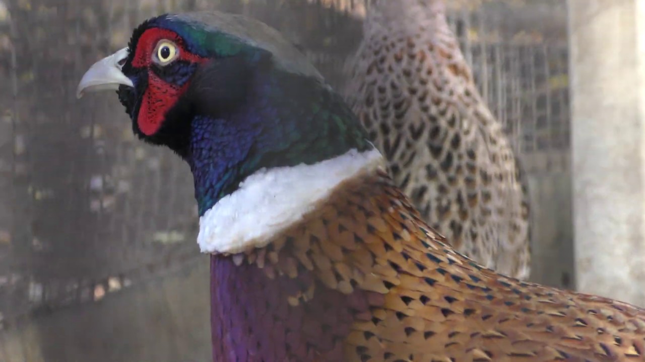 Common pheasant