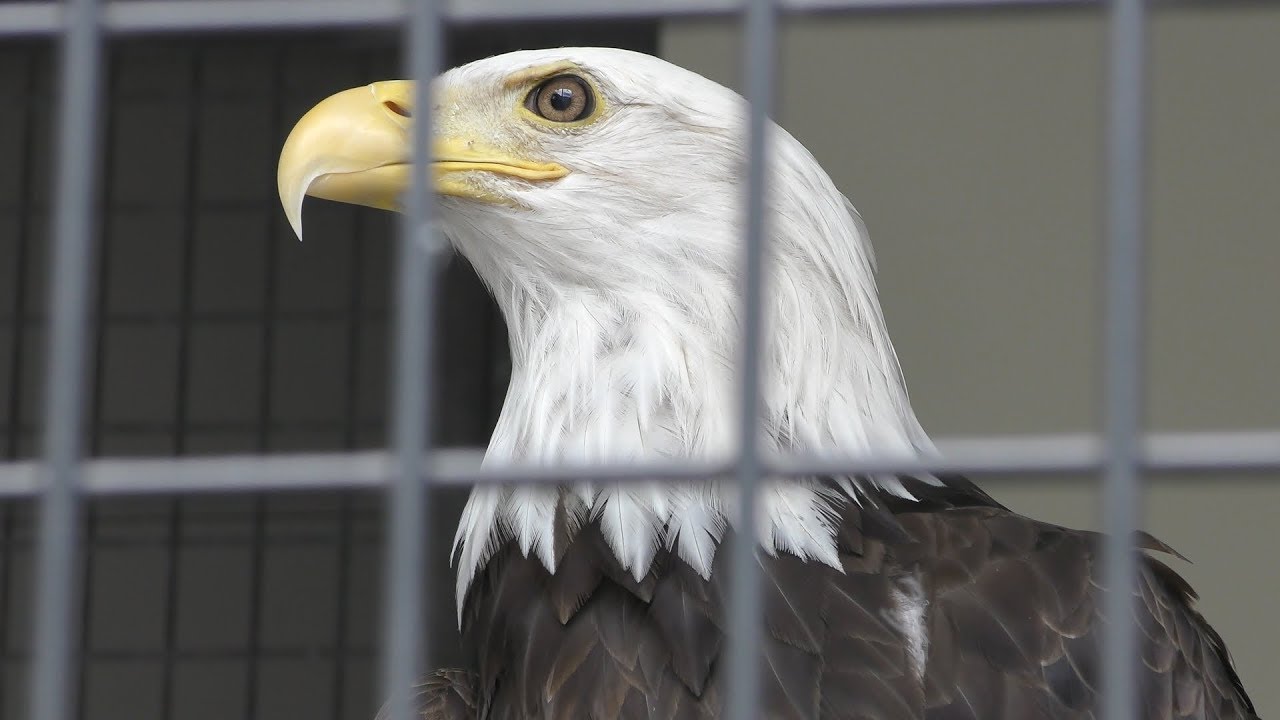 Bald eagle