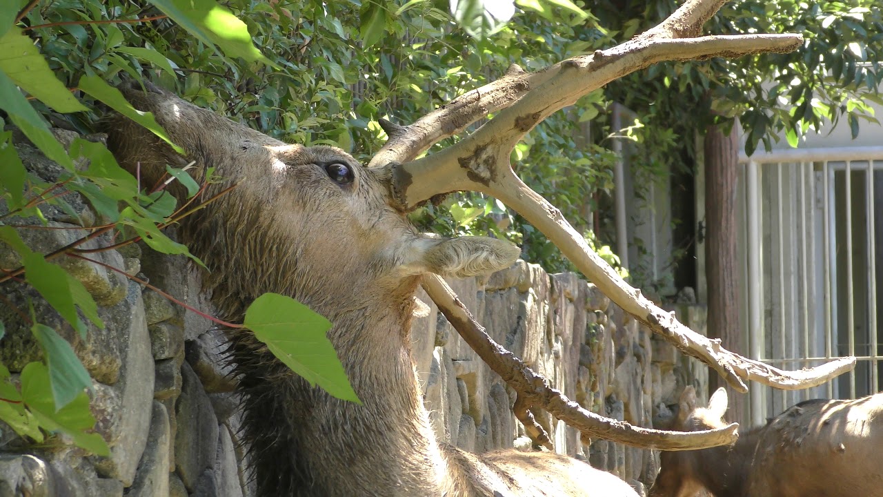 Pere david's deer