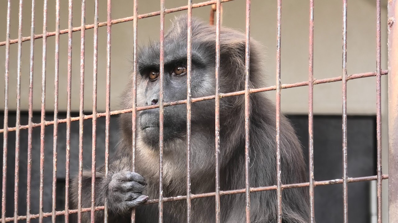 Moor macaque