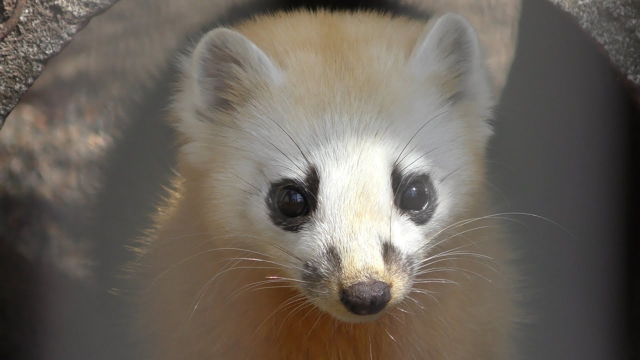 Japanese marten