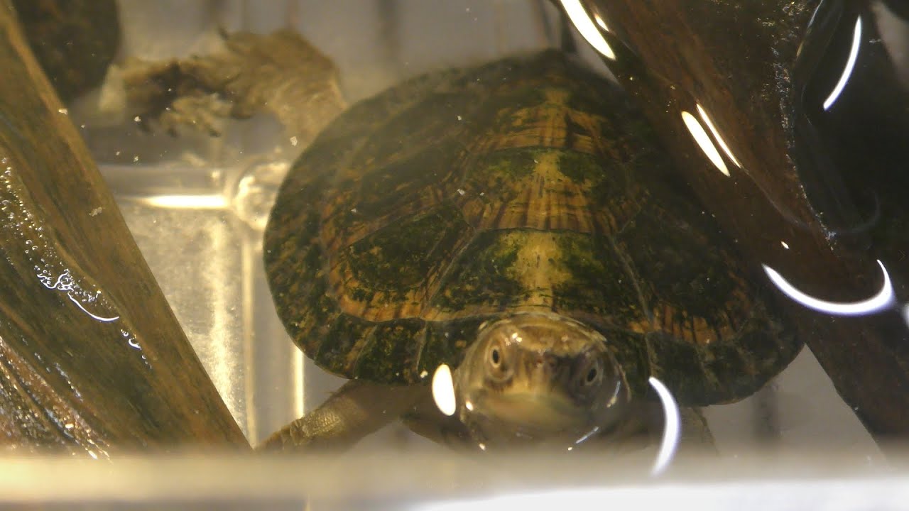 Beal's-eyed turtle