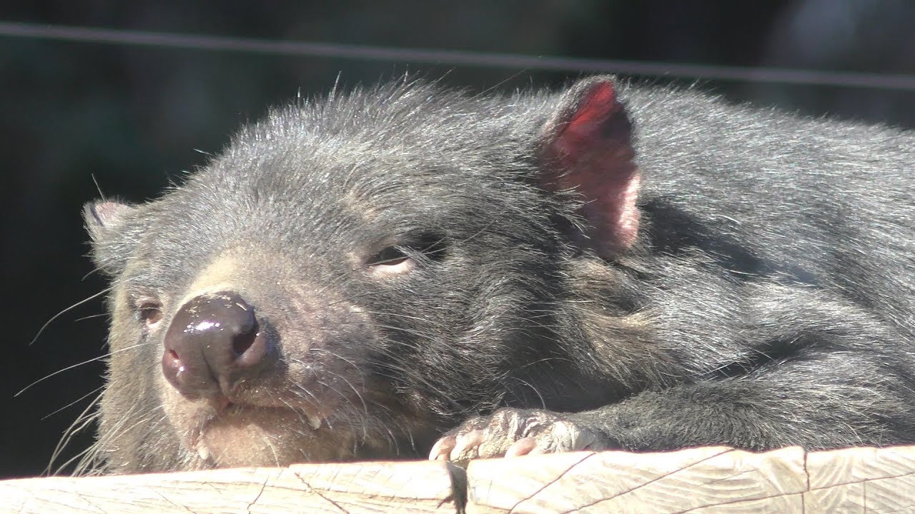 Tasmanian devil