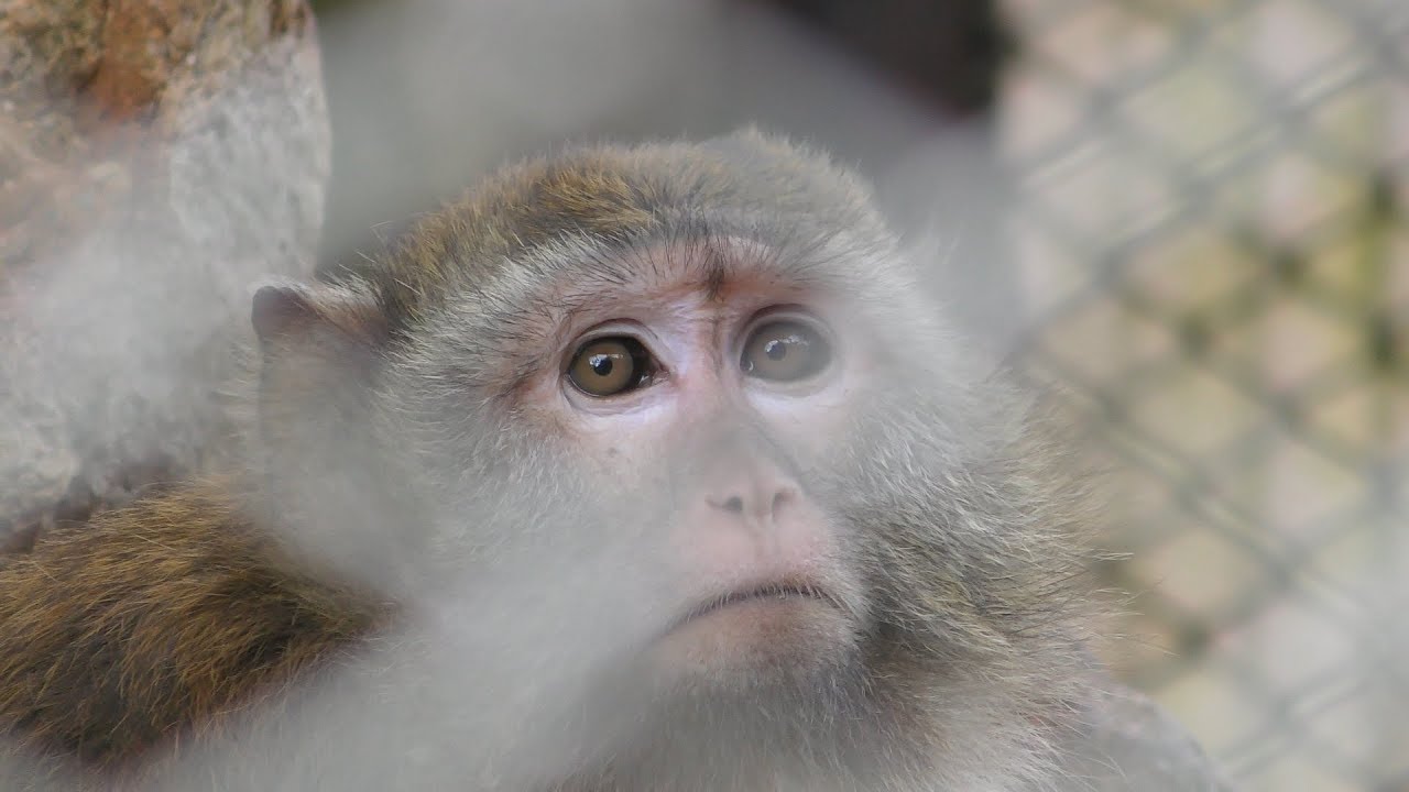 Crab-eating macaque