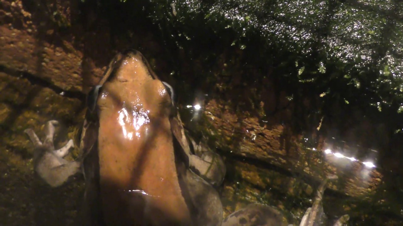 Günther's frog