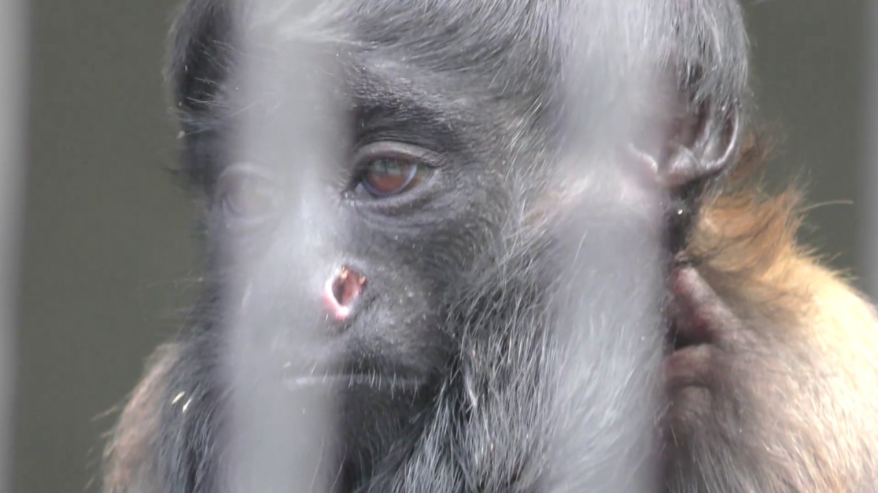 Black bearded saki