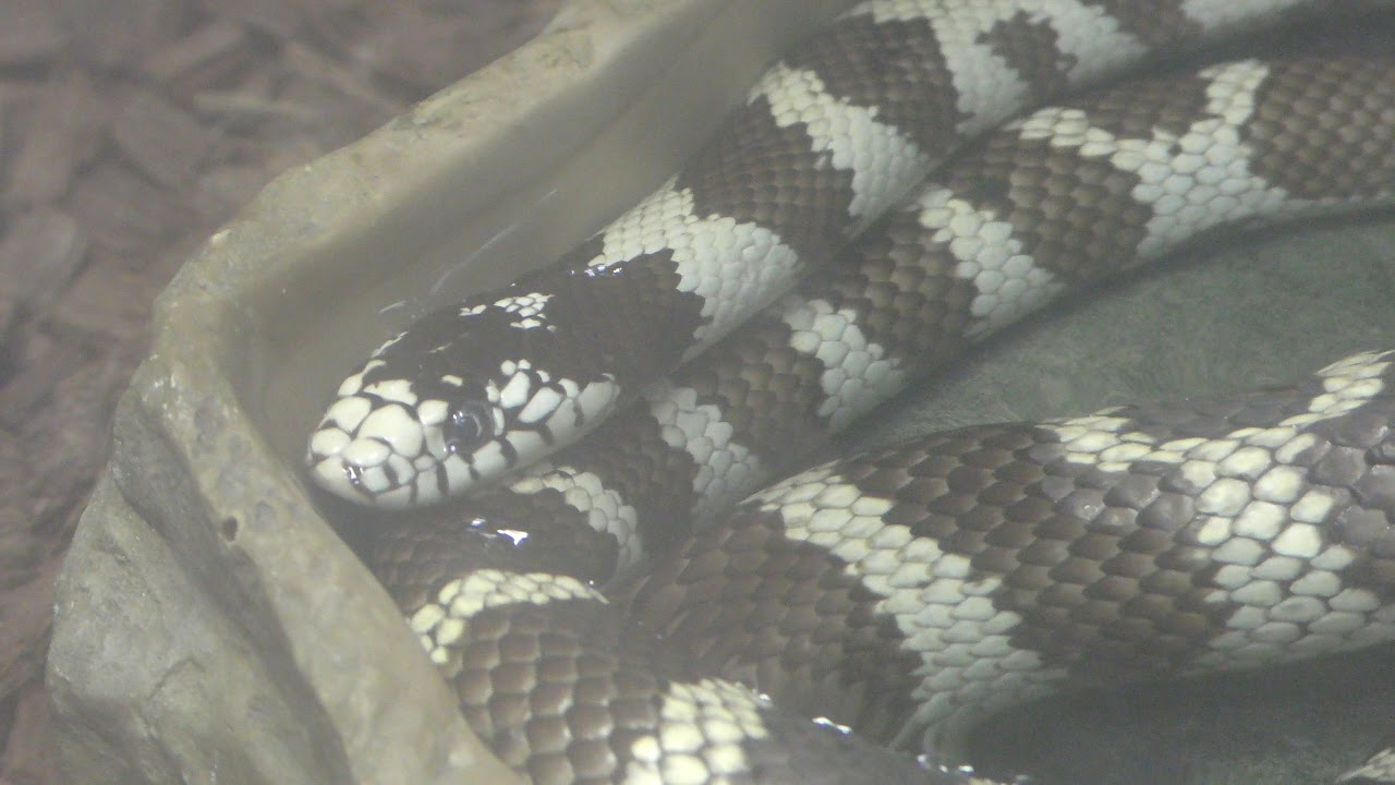 Common kingsnake
