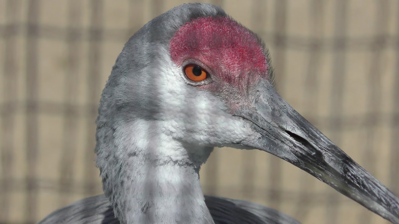 Florida sandhill crane