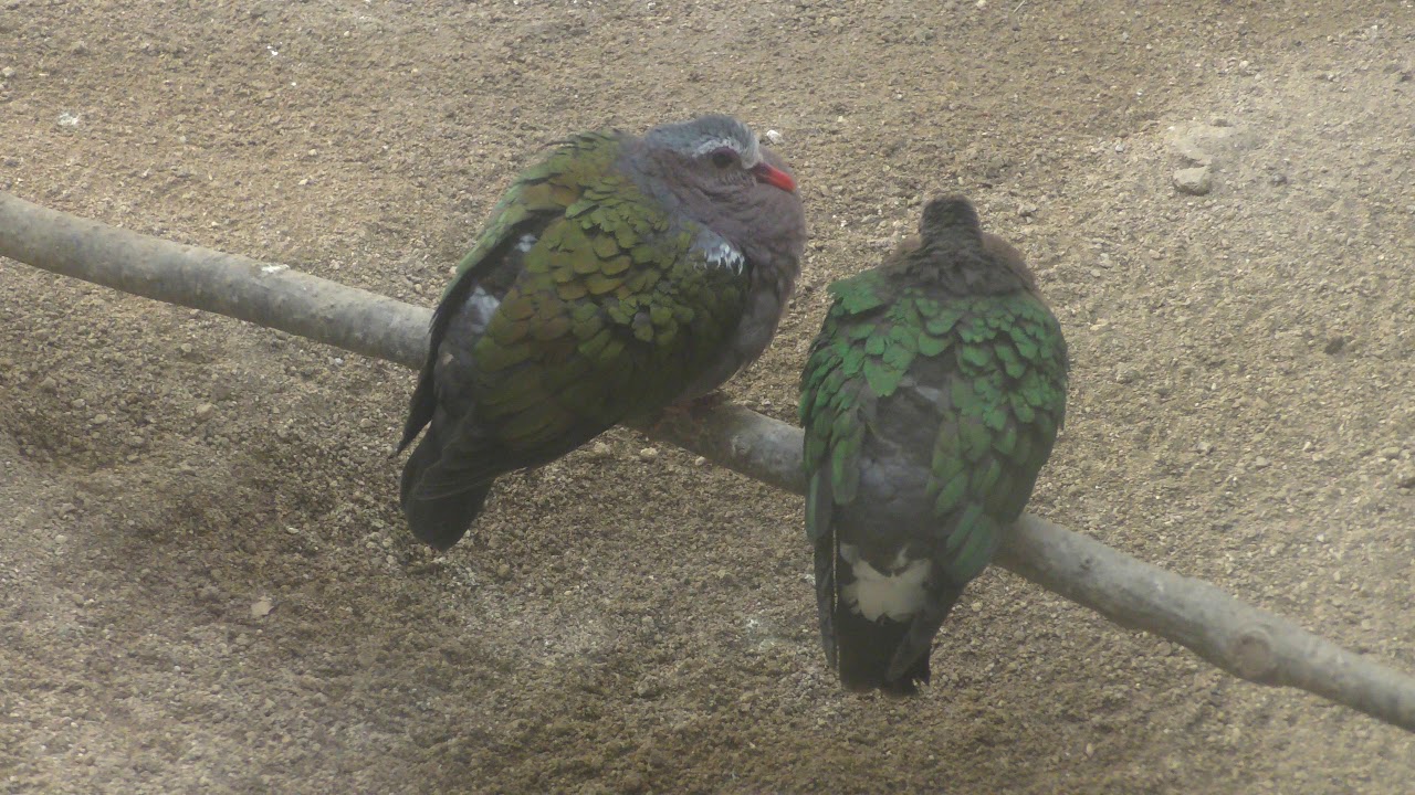 Emerald dove
