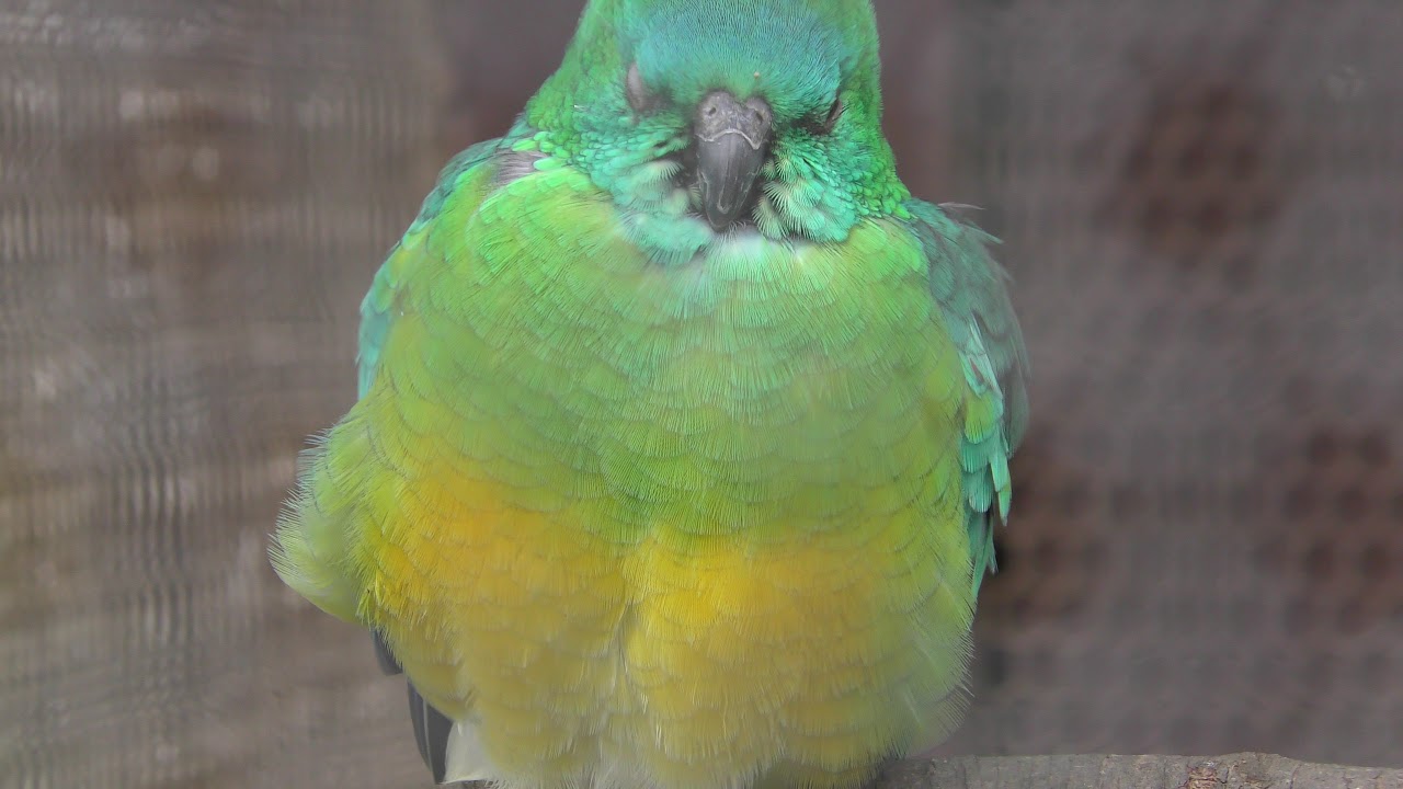 Red-rumped parrot