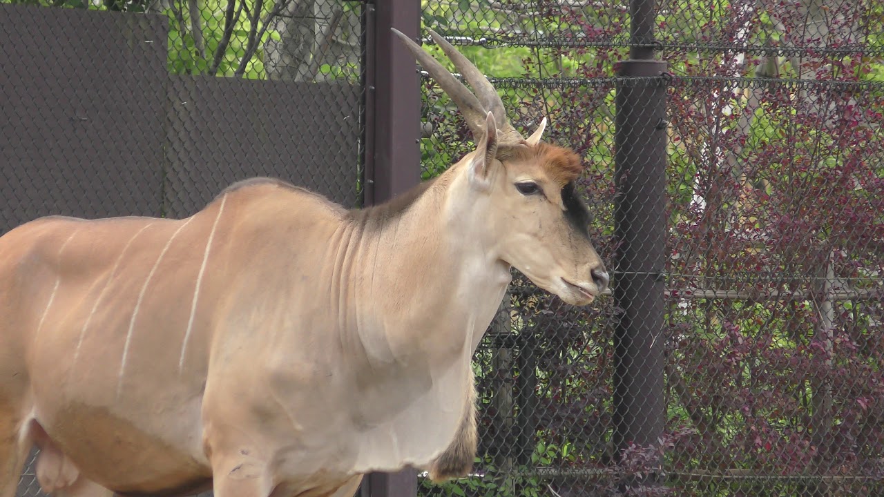 Eland