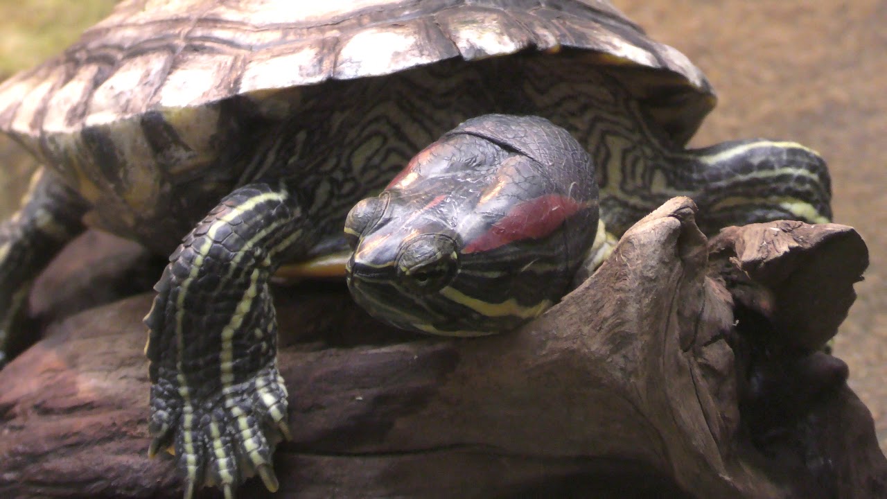 Red-eared slider