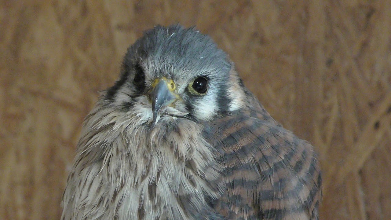 American kestrel