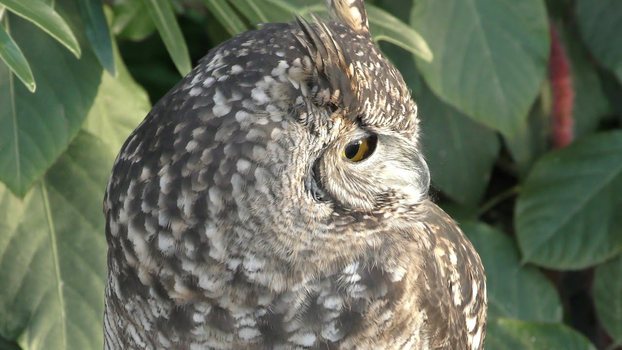 Spotted eagle-owl