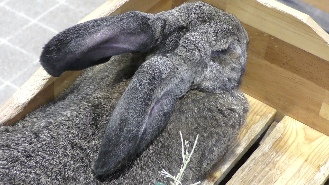 Continental giant rabbit