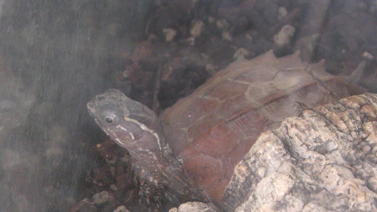 Black-breasted hill turtle