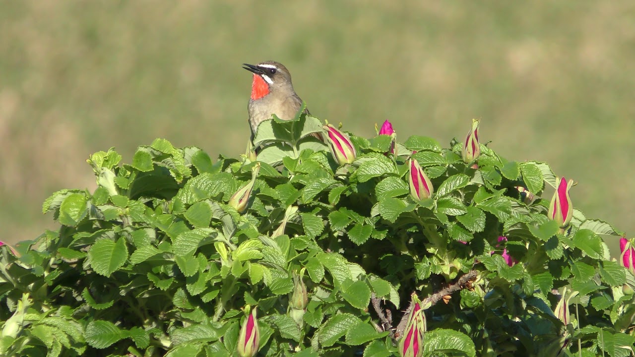 Siberian rubythroat
