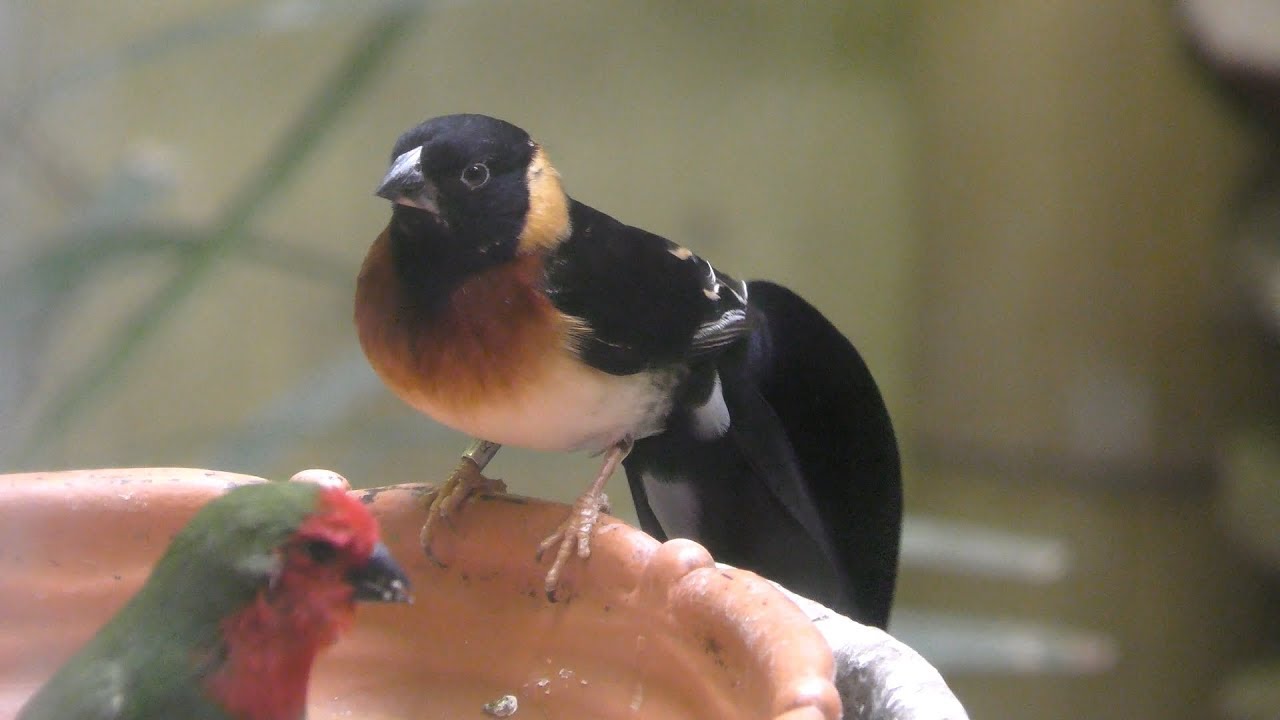 Long-tailed paradise whydah