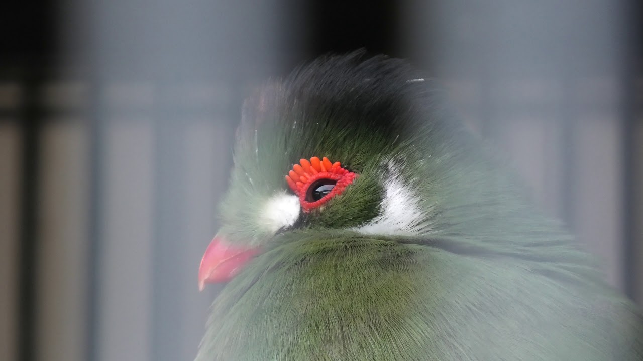 White-cheeked turaco