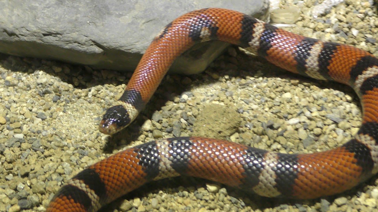 Milk snake