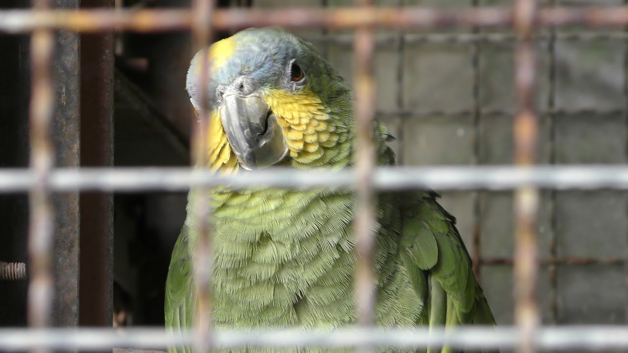 Orange-winged amazon